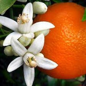 ORANGE 880g, عسل البرتقال